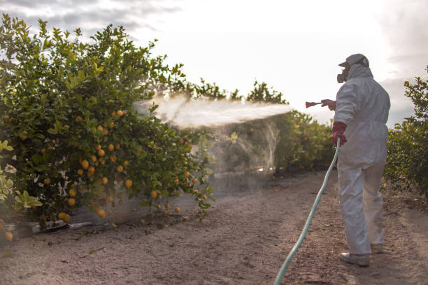 Trusted Coral Gables, FL Pest Control Experts