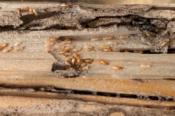 Best Local Pest Control Services  in Coral Gables, FL