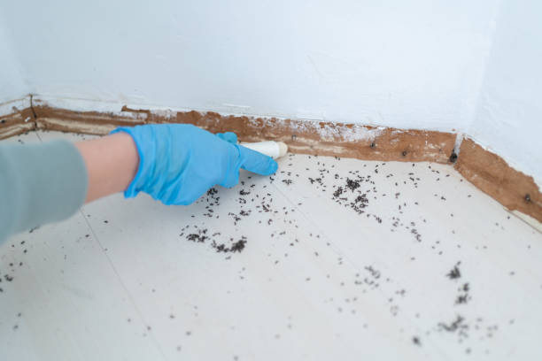 Best Pest Control Near Me in Coral Gables, FL